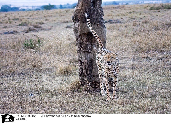Gepard / cheetah / MBS-03461
