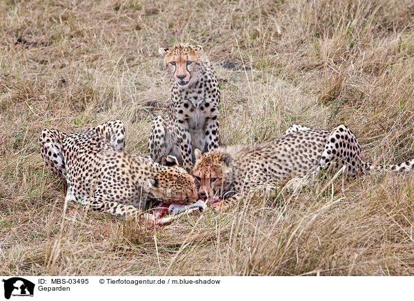 Geparden / cheetahs / MBS-03495