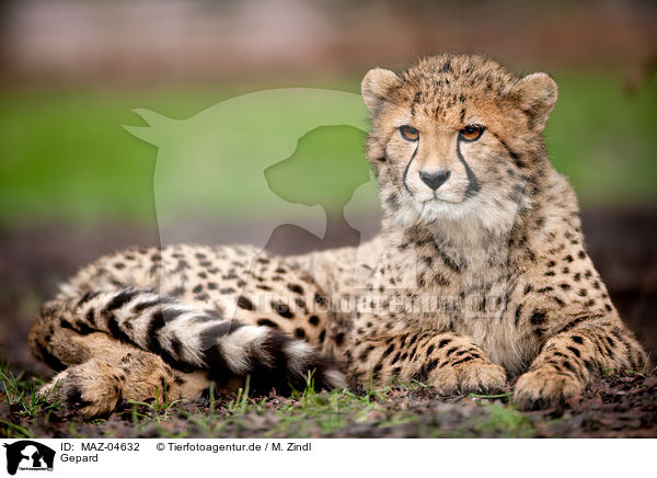 Gepard / cheetah / MAZ-04632