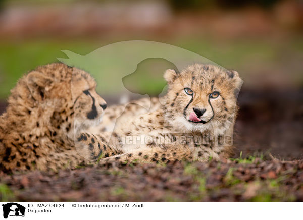 Geparden / cheetahs / MAZ-04634