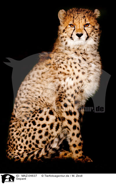 Gepard / cheetah / MAZ-04637