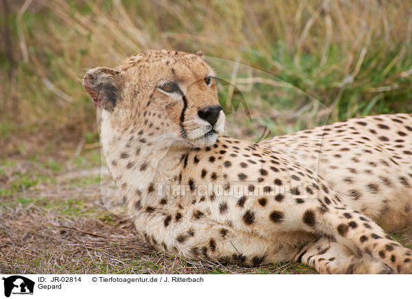 Gepard / cheetah / JR-02814