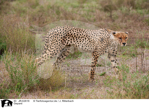Gepard / cheetah / JR-02816