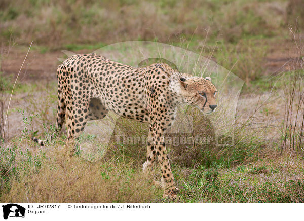 Gepard / cheetah / JR-02817