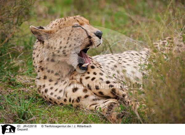 Gepard / cheetah / JR-02818