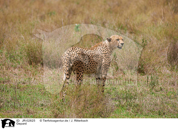 Gepard / cheetah / JR-02825