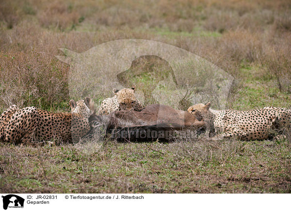 Geparden / cheetahs / JR-02831