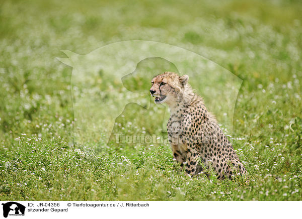 sitzender Gepard / JR-04356