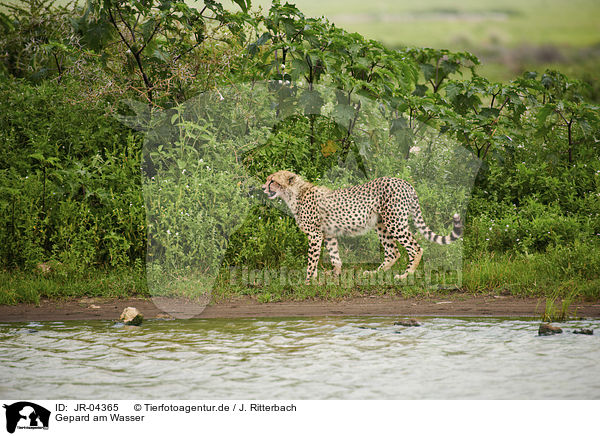 Gepard am Wasser / JR-04365
