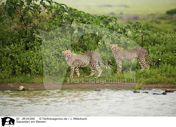 Geparden am Wasser / JR-04366