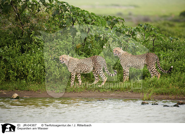 Geparden am Wasser / JR-04367