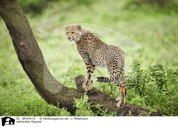 stehender Gepard / JR-04414