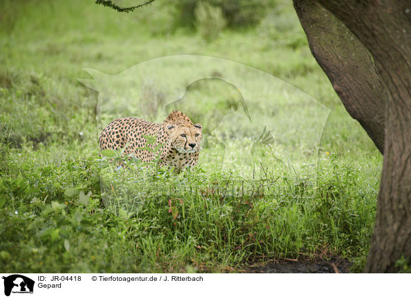 Gepard / JR-04418