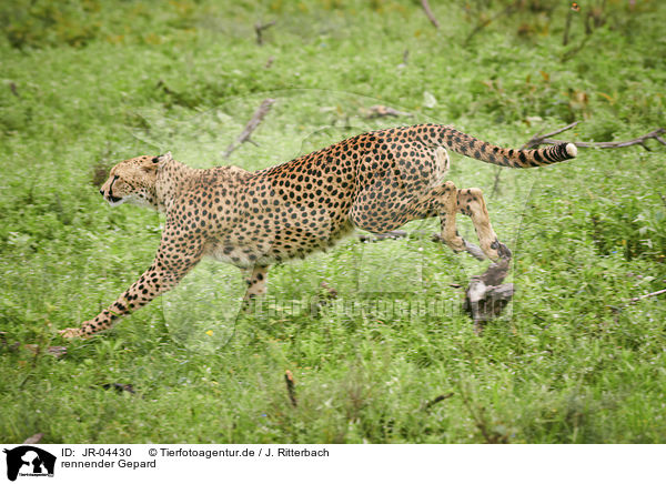 rennender Gepard / JR-04430