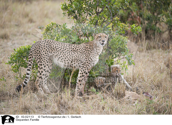 Geparden Familie / Cheetahs family / IG-02113