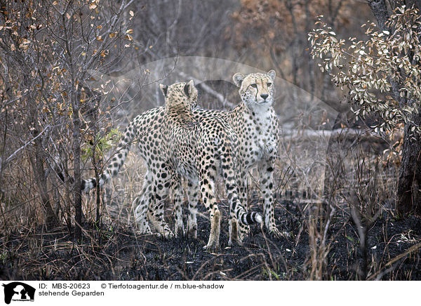 stehende Geparden / standing Cheetahs / MBS-20623