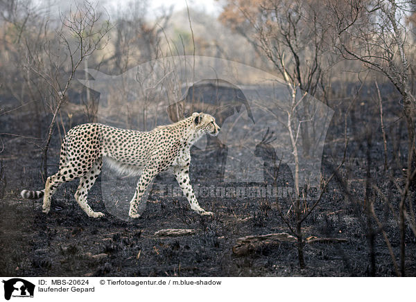 laufender Gepard / walking Cheetah / MBS-20624