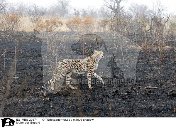 laufender Gepard / walking Cheetah / MBS-20671