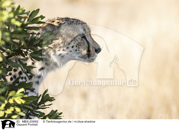 Gepard Portrait / MBS-20682