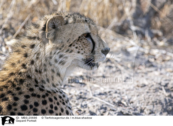 Gepard Portrait / MBS-20686