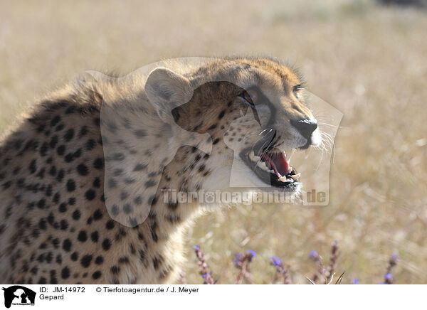 Gepard / cheetah / JM-14972