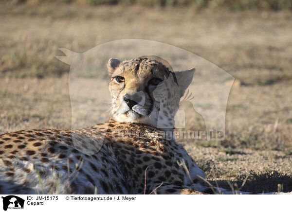 Gepard / cheetah / JM-15175