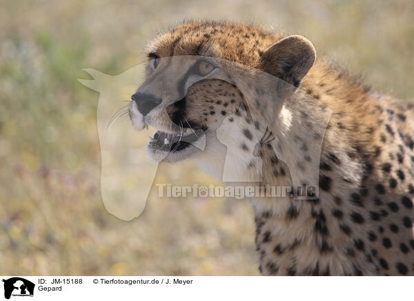 Gepard / JM-15188