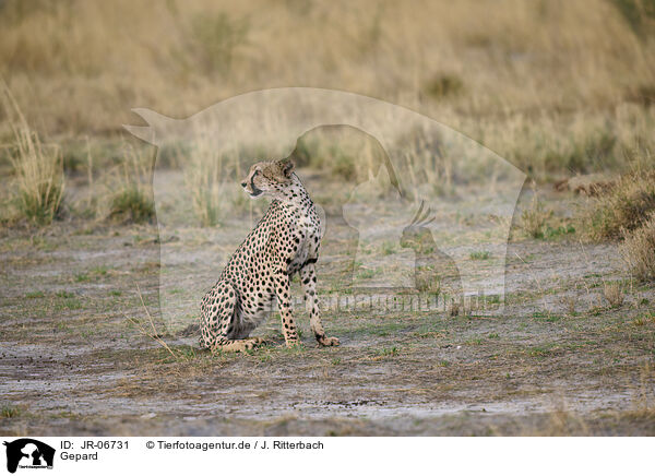 Gepard / cheetah / JR-06731