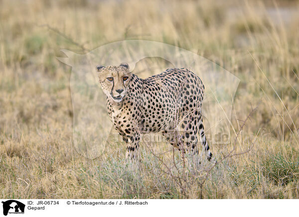 Gepard / cheetah / JR-06734