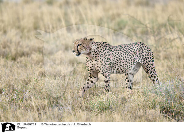 Gepard / cheetah / JR-06737