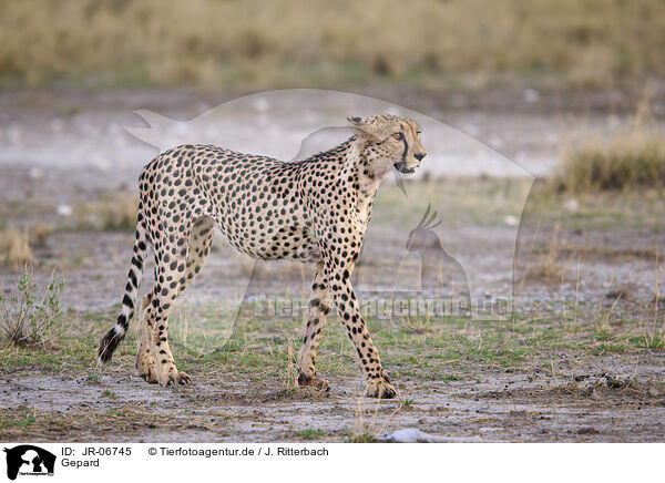 Gepard / cheetah / JR-06745