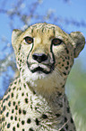 Gepard Portrait