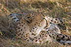 Gepard