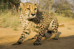 Gepard