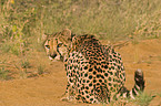 Gepard