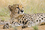 Gepard