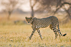 Gepard