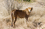 Gepard