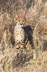 Gepard