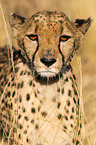 Gepard