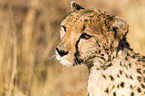 Gepard