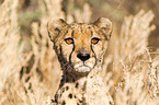 Gepard