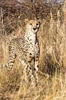 Gepard