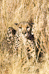 Gepard