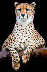 Gepard