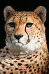 Gepard