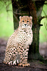 Gepard