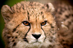 Gepard