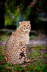 Gepard