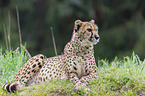 Gepard